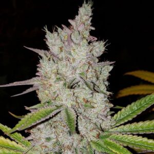 Ethos Genetics Lilac Diesel RBX2 Auto feminisiert