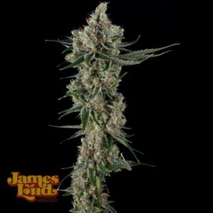 James Loud Genetics Loud Dream Candy feminisiert – 3 Samen