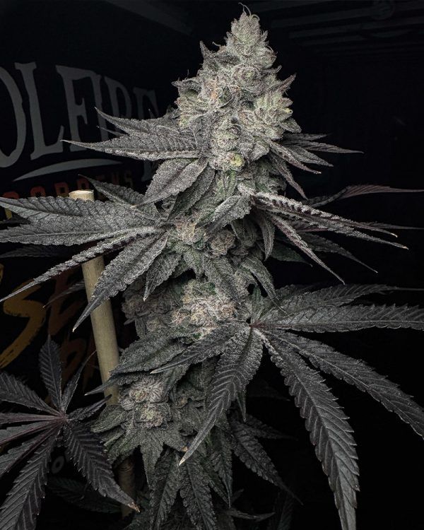Solfire Gardens Lucid Vision feminisierte Cannabis Samen
