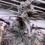 Solfire Gardens Lung Buster feminisiert – 6 Samen