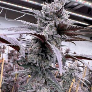 Solfire Gardens Lung Buster feminisiert – 6 Samen