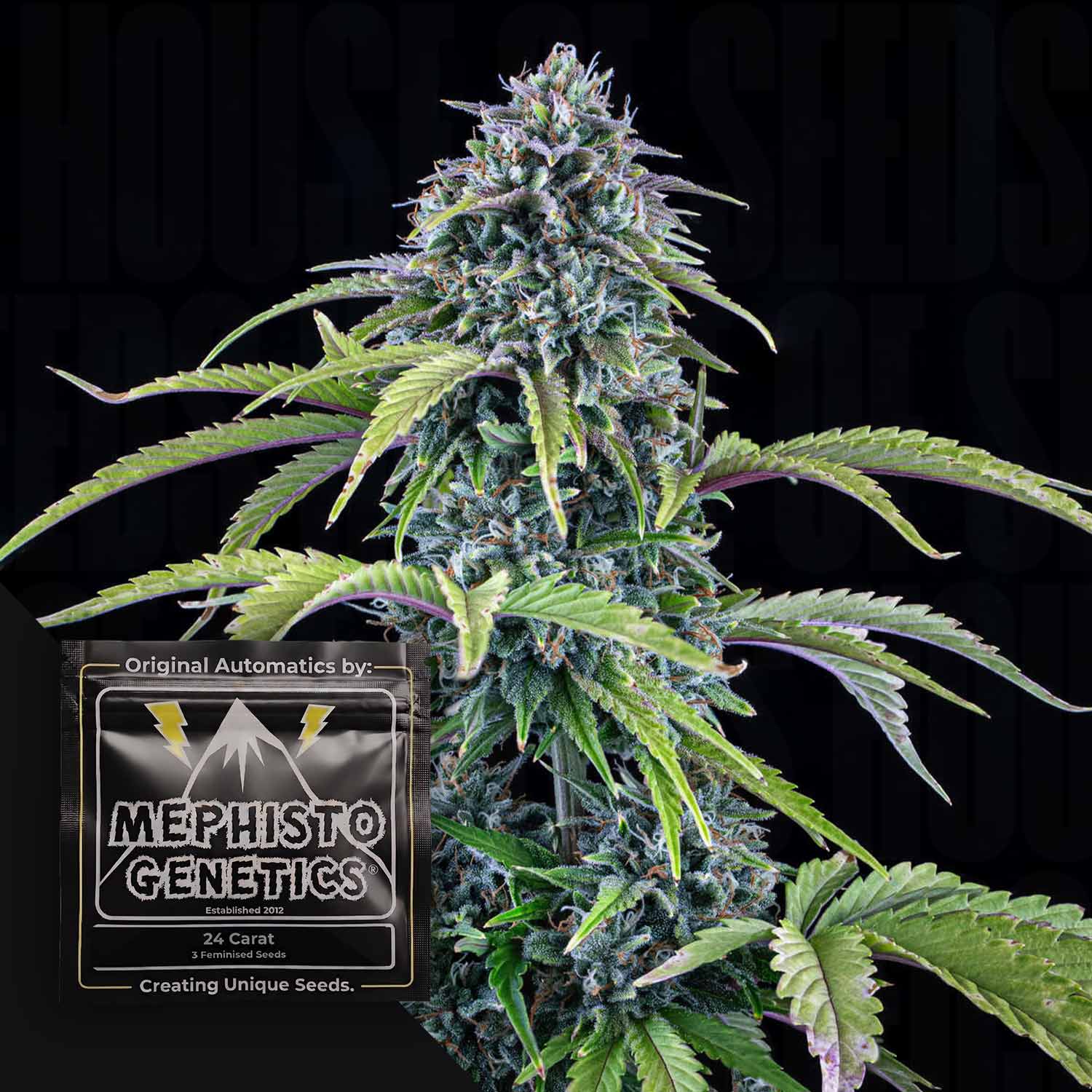 24 Carat Auto Autoflowering Cannabis Samen von Mephisto Genetics
