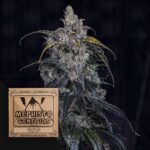 3 Bears OG Auto