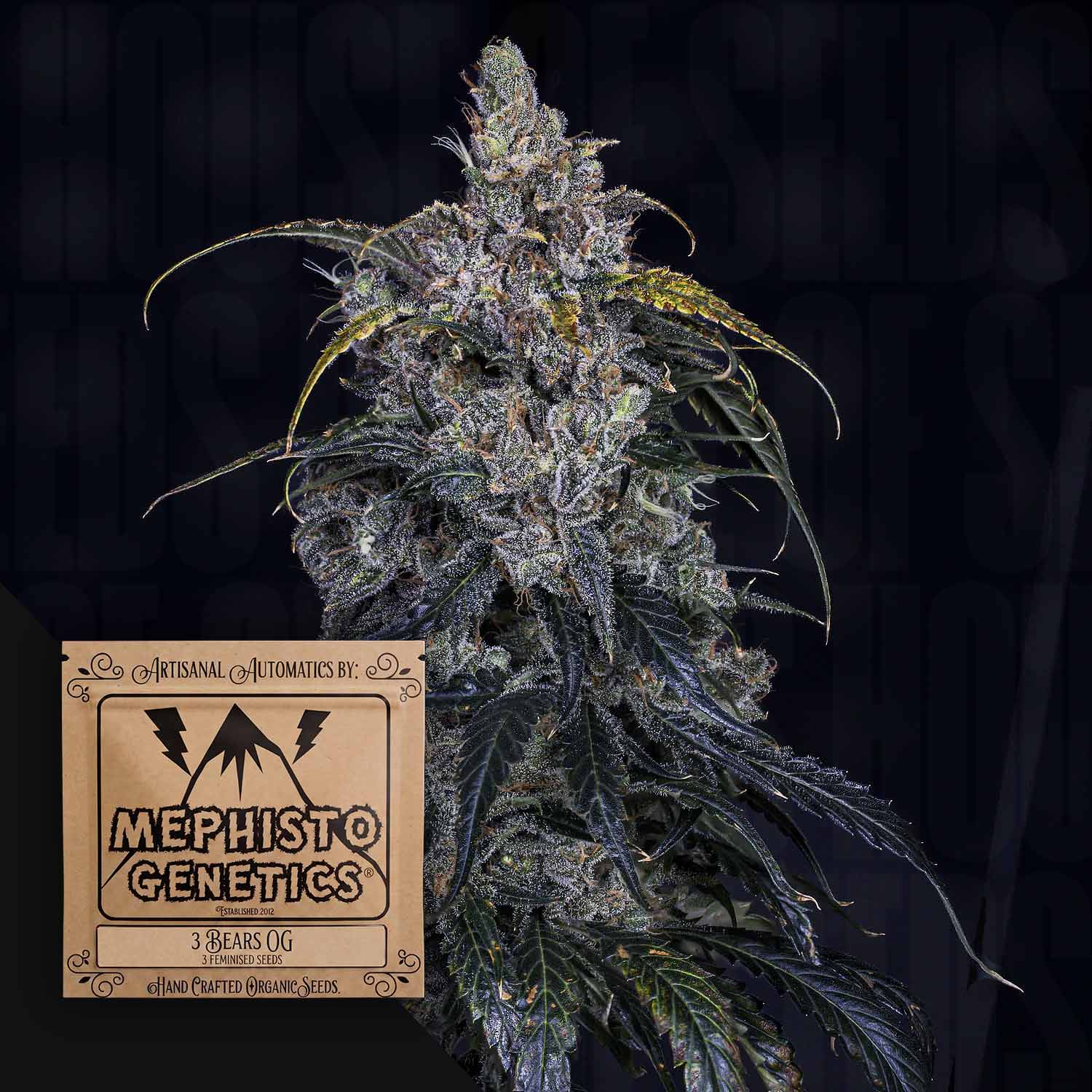 3 Bears OG Auto Autoflowering Cannabis Samen von Mephisto Genetics