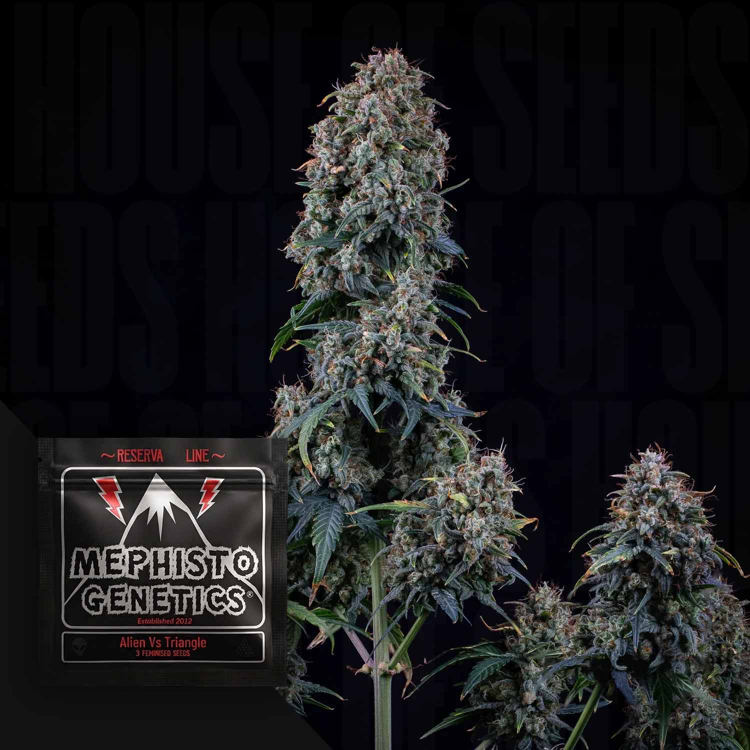 Alien Vs Triangle Auto Autoflowering Cannabis Samen von Mephisto Genetics