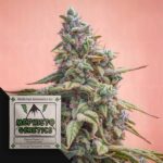 Canna-Cheese CBD 1:1 Auto