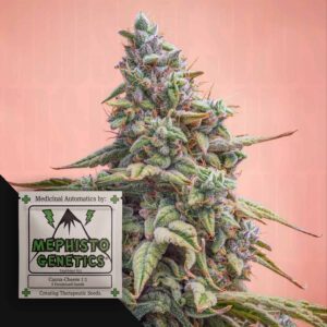 Canna-Cheese CBD 1:1 Auto