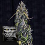 Fantasmo Express Auto
