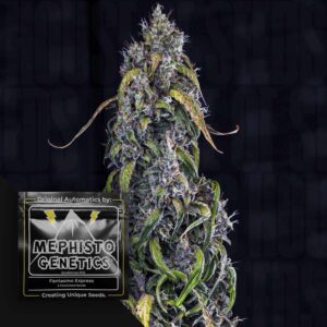 Fantasmo Express Auto