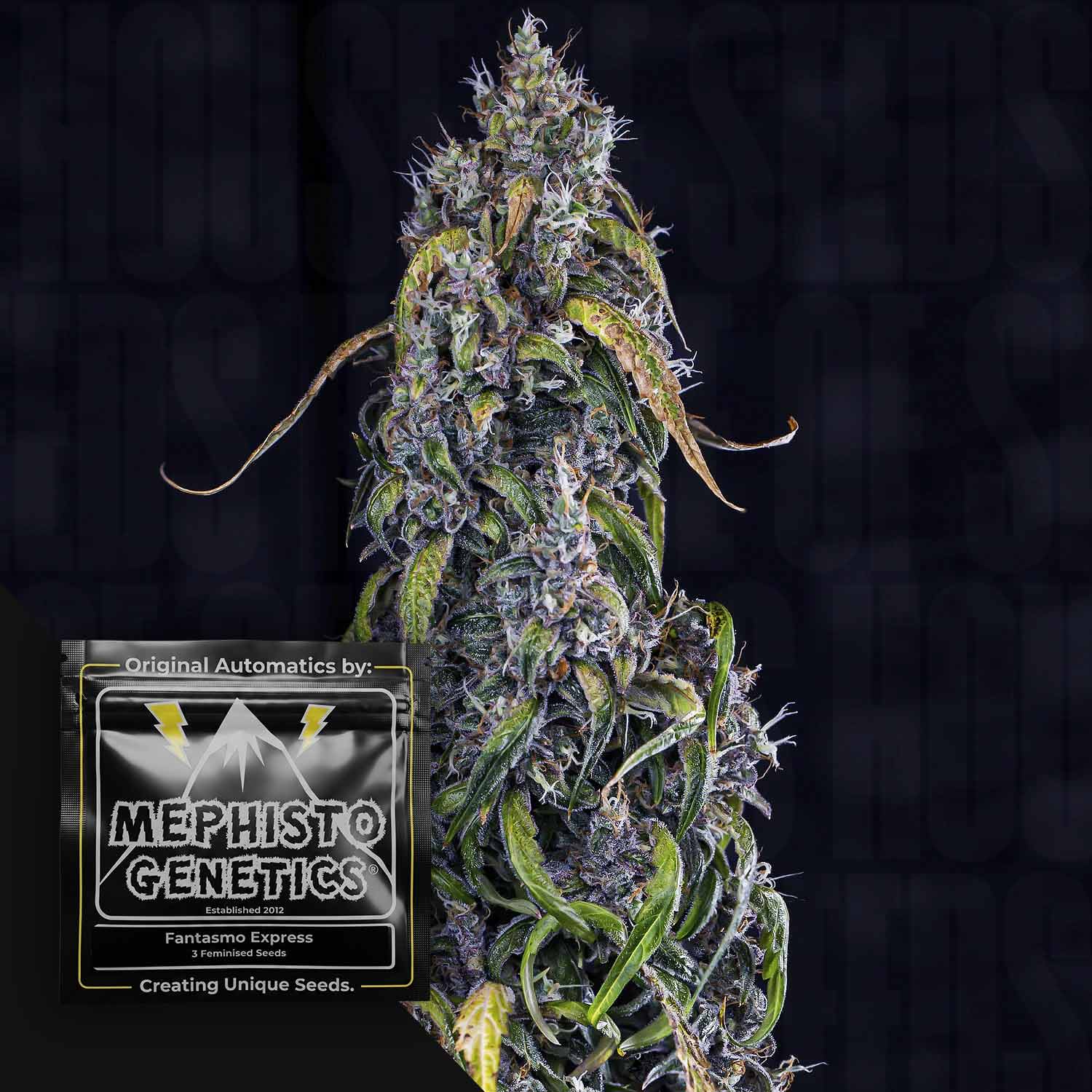 Fantasmo Express Auto Autoflowering Cannabis Samen von Mephisto Genetics