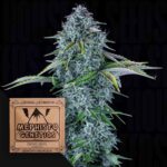 Orange Diesel Auto