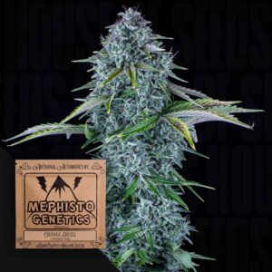 Orange Diesel Auto