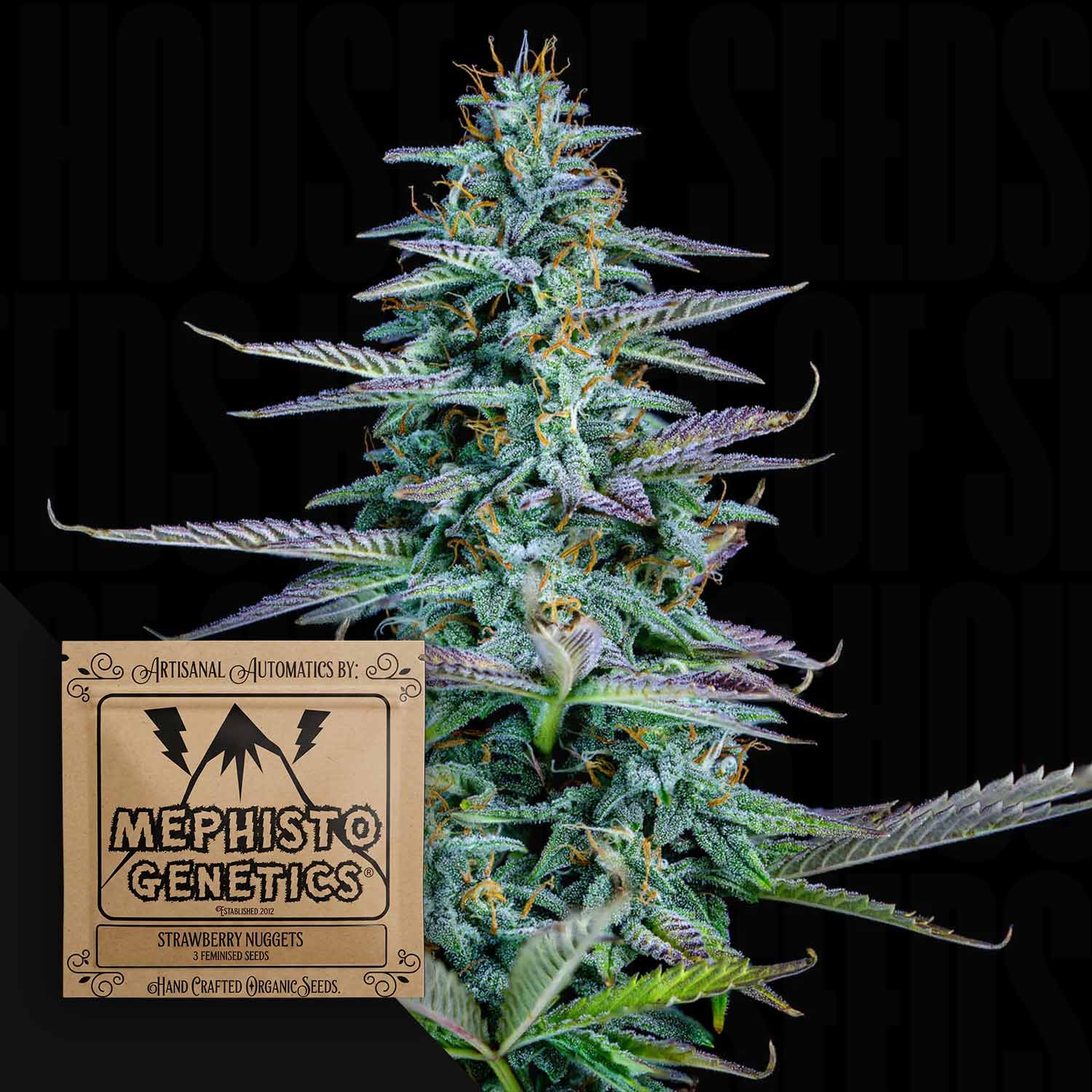 Mephisto Genetics Strawberry Nuggets Auto - autoflowering feminisierte Cannabis Samen