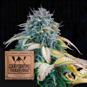 Samsquanch OG Auto