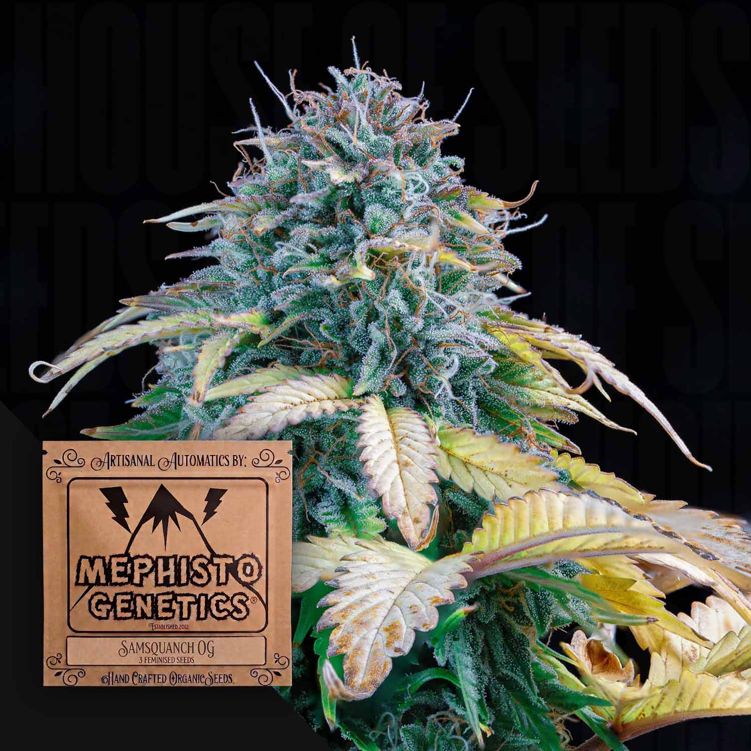 Mephisto Genetics Samsquanch OG Auto - autoflowering feminisierte Cannabis Samen