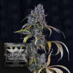 Toof Decay Auto