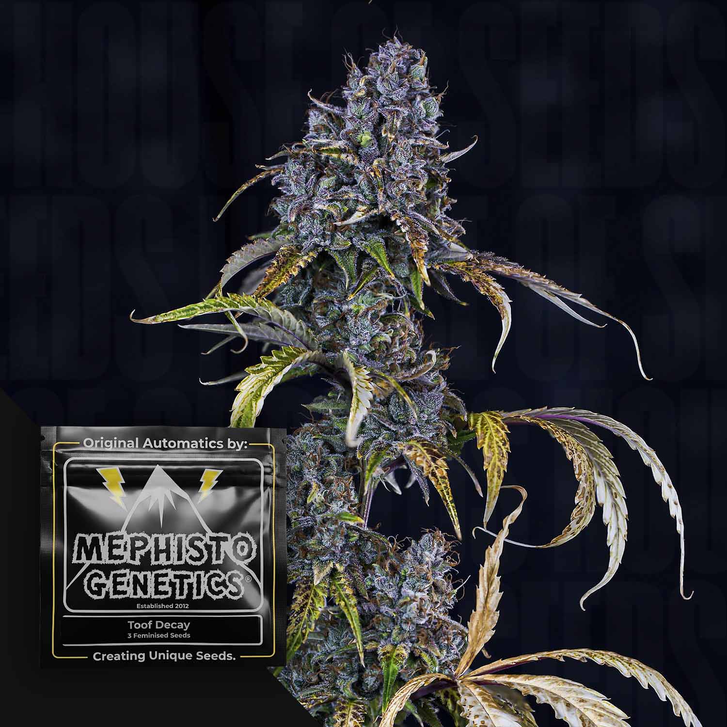 Mephisto Genetics Toof Decay Auto - autoflowering feminisierte Cannabis Samen