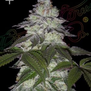 Green House Seed Co. Milky Dreams