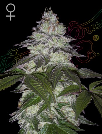 Green House Seed Co. Milky Dreams Cannabis Samen