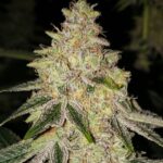 Ethos Genetics Mac 'n' Jack R1 feminisiert – 5 Samen