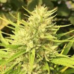 Ace Seeds Malawi x Panama feminisiert