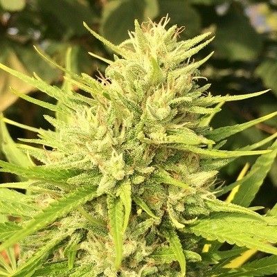 Ace Seeds Malawi x Panama feminisiert – Samenverpackung