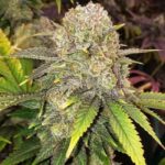 Ethos Genetics Master Kush RBX feminisiert – 5 Samen