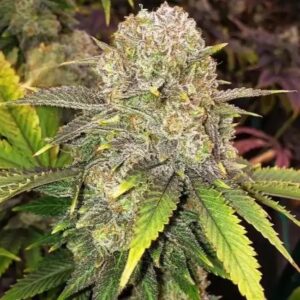 Ethos Genetics Master Kush RBX feminisiert – 5 Samen
