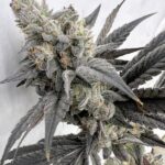 Solfire Gardens Mega Mind feminisiert – 6 Samen