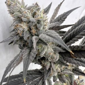 Solfire Gardens Mega Mind feminisiert – 6 Samen
