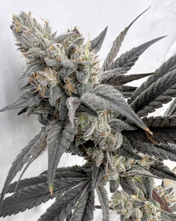 Solfire Gardens Mega Mind feminisierte Cannabis Samen