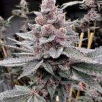 Solfire Gardens Miami Madness feminisiert – 6 Samen