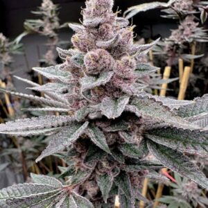 Solfire Gardens Miami Madness feminisiert – 6 Samen