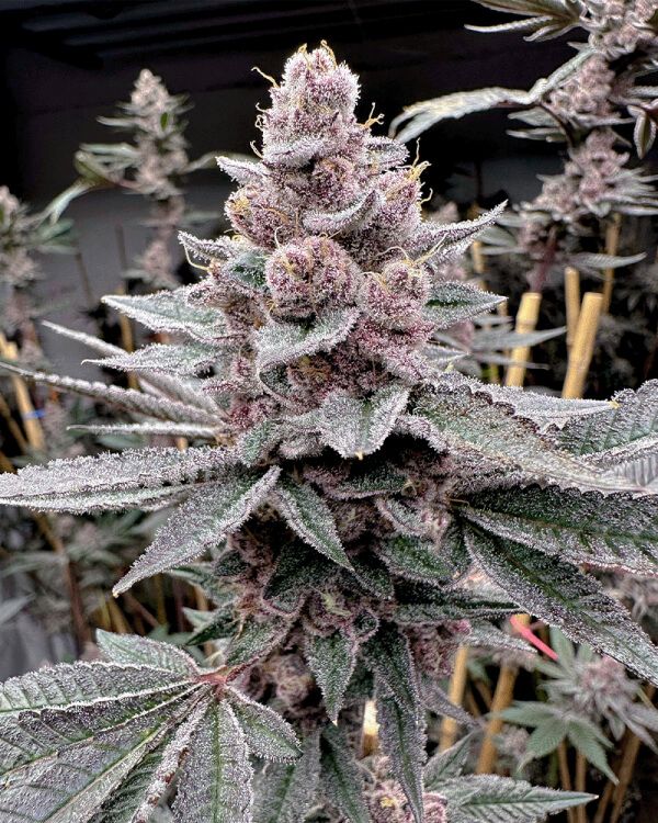 Solfire Gardens Miami Madness feminisierte Cannabis Samen