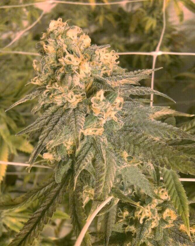 The Cali Connection Mint Milano Gold Collection feminisierte Cannabis Samen