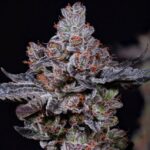 Ethos Genetics Mookie B R1 feminisiert – 5 Samen