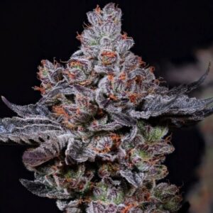 Ethos Genetics Mookie B R1 feminisiert – 5 Samen