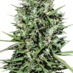 Ace Seeds Morocco Beldia Kif regulär