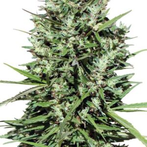 Ace Seeds Morocco Beldia Kif regulär