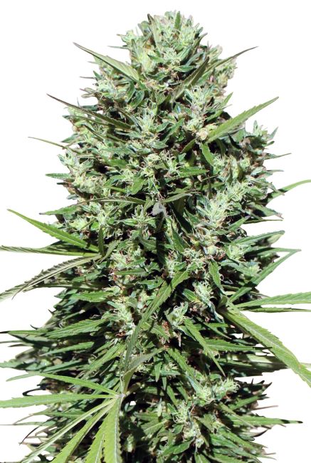 Ace Seeds Morocco Beldia Kif regulär – Samenverpackung