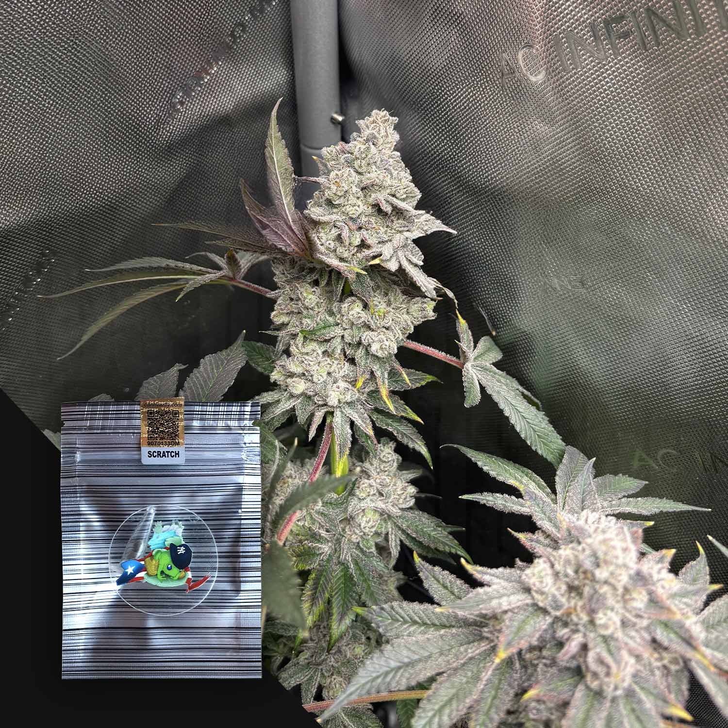 Cambodian BreaZt Milk Feminisierte Cannabis Samen von N.Y.Ceeds