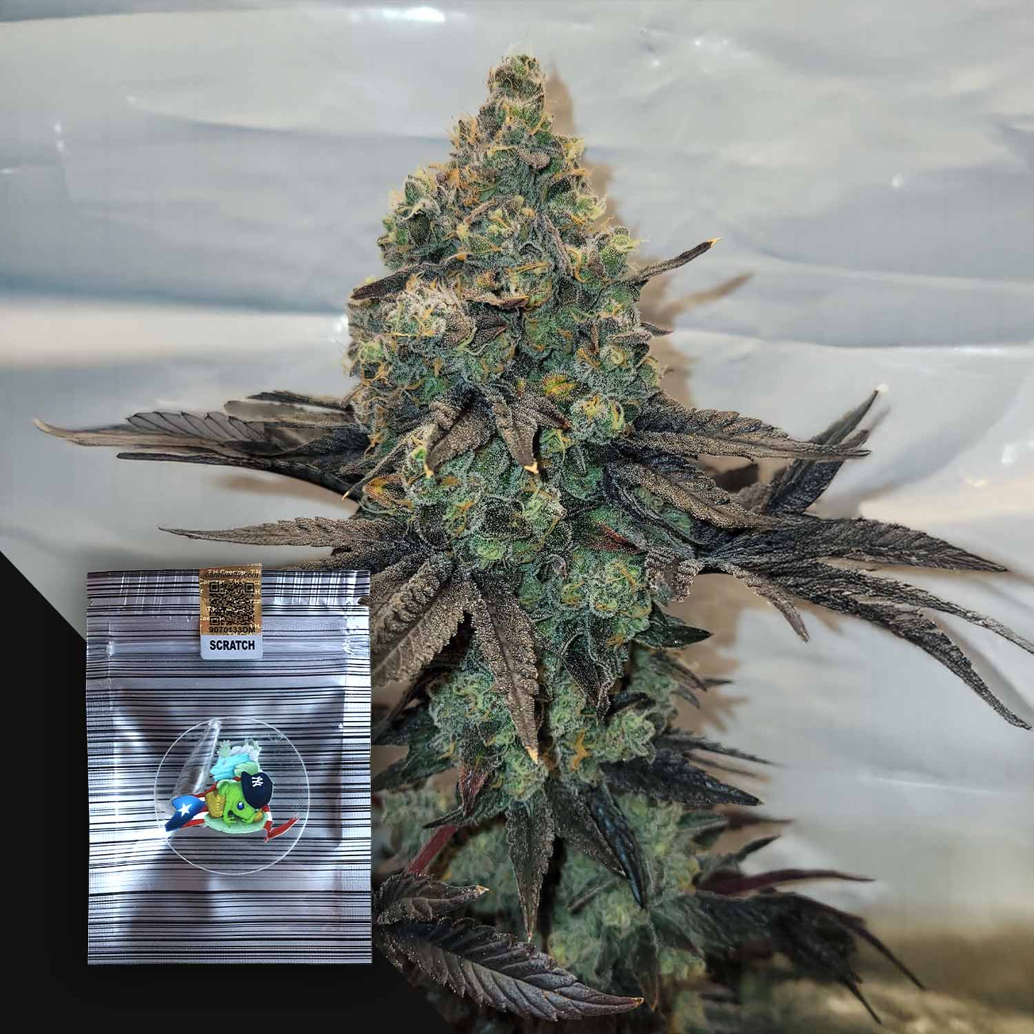 Heavy Ztorm Feminisierte Cannabis Samen von N.Y.Ceeds