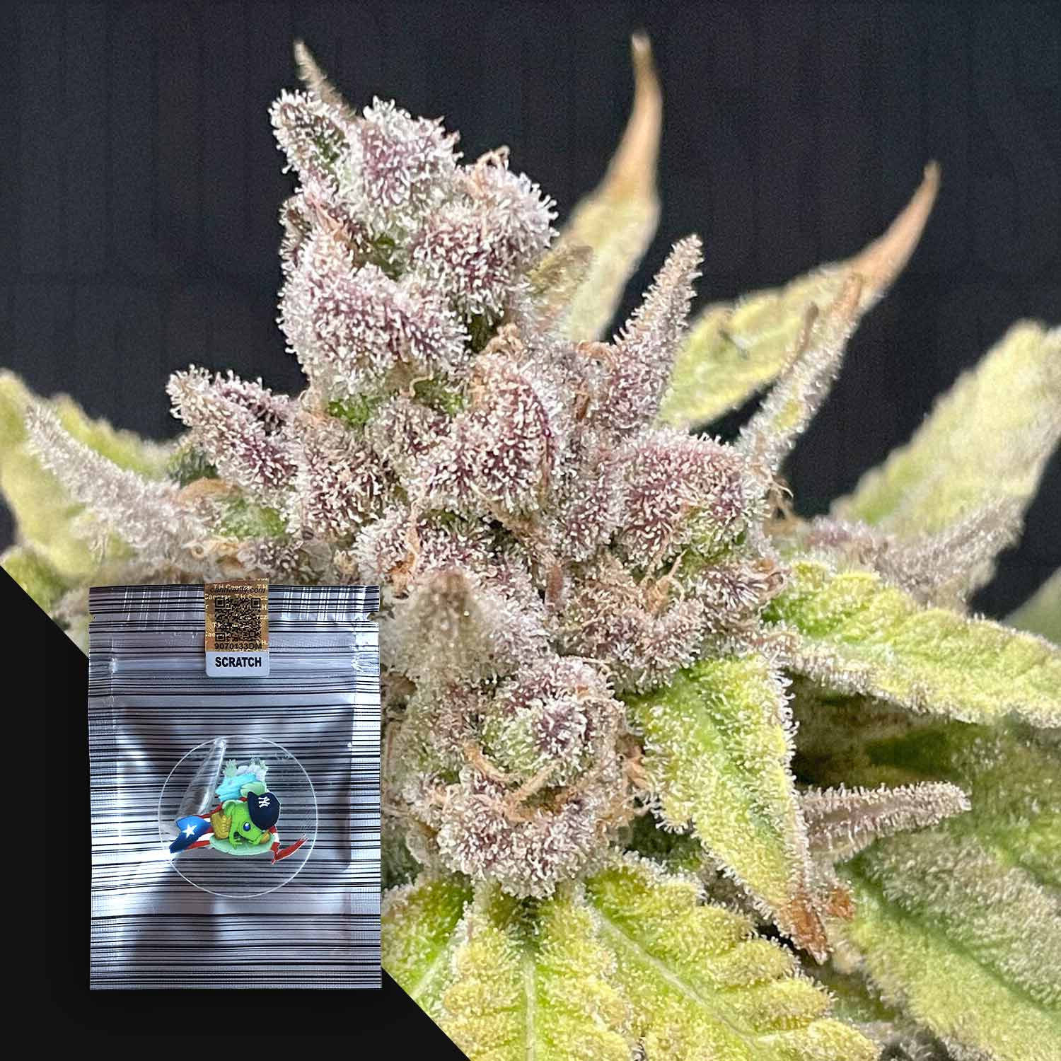 Queens Zugar Cookie Feminisierte Cannabis Samen von N.Y.Ceeds