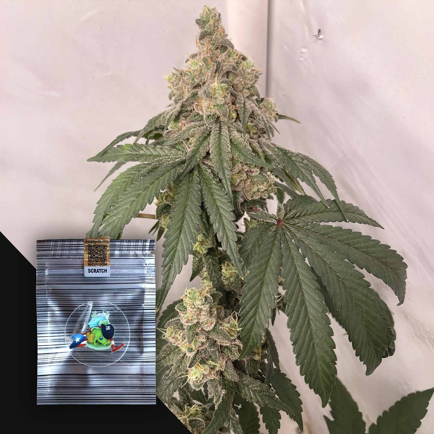 New York SnickerbokerZ Feminisierte Cannabis Samen von N.Y.Ceeds