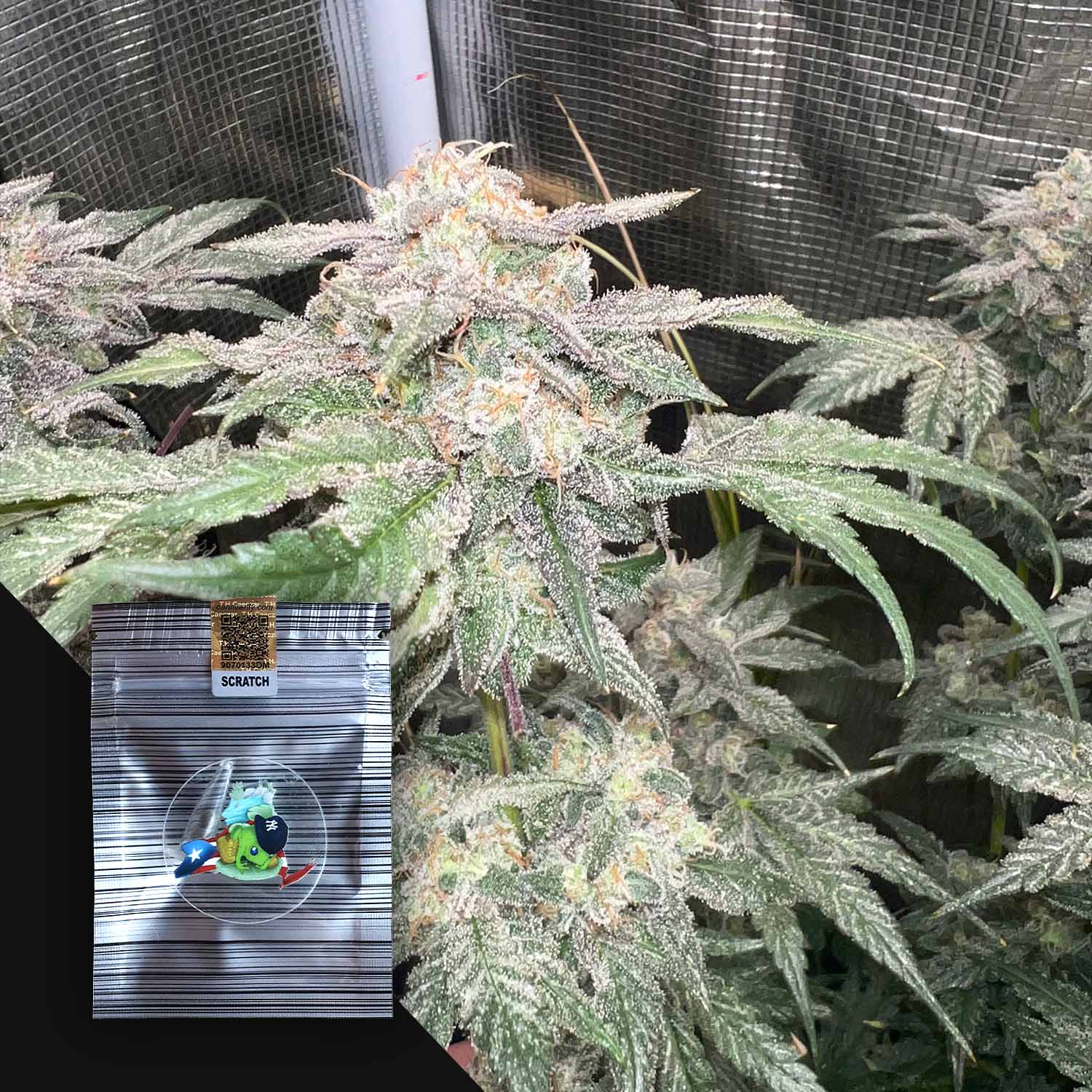 SpritCzar Feminisierte Cannabis Samen von N.Y.Ceeds