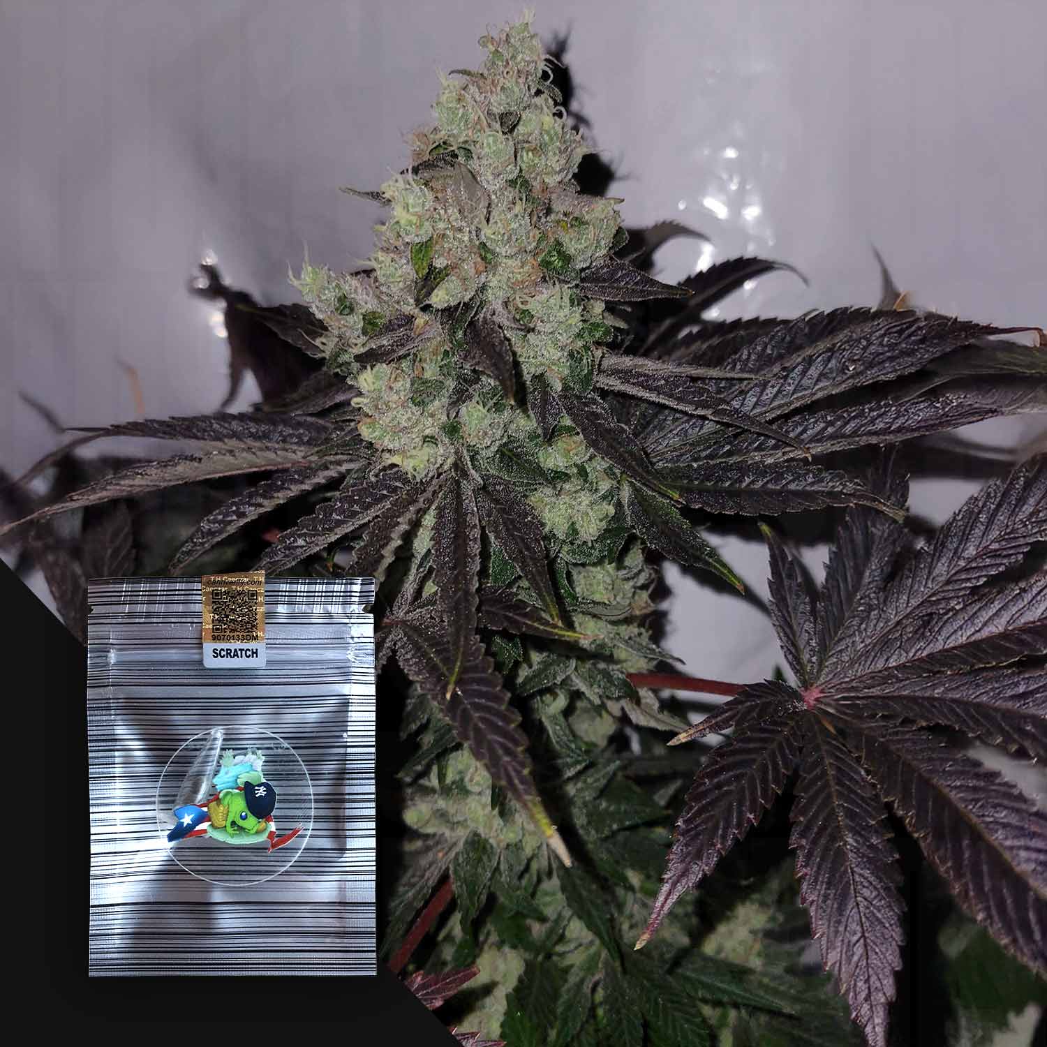 Sour SpritZer Feminisierte Cannabis Samen von N.Y.Ceeds