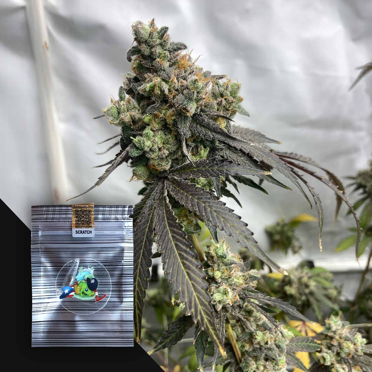Summertime Zhootout Feminisierte Cannabis Samen von N.Y.Ceeds