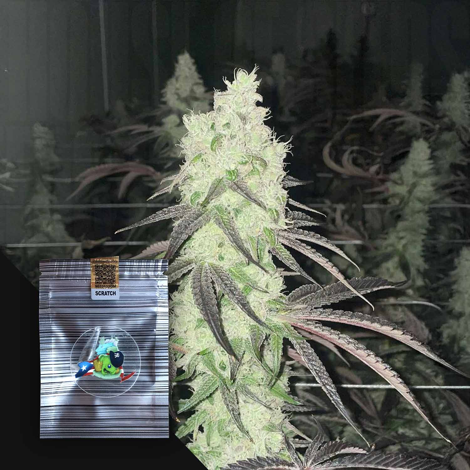 Taíno Blood Feminisierte Cannabis Samen von N.Y.Ceeds