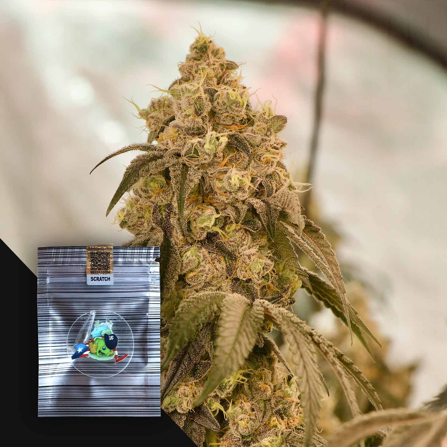 The Rucker Feminisierte Cannabis Samen von N.Y.Ceeds