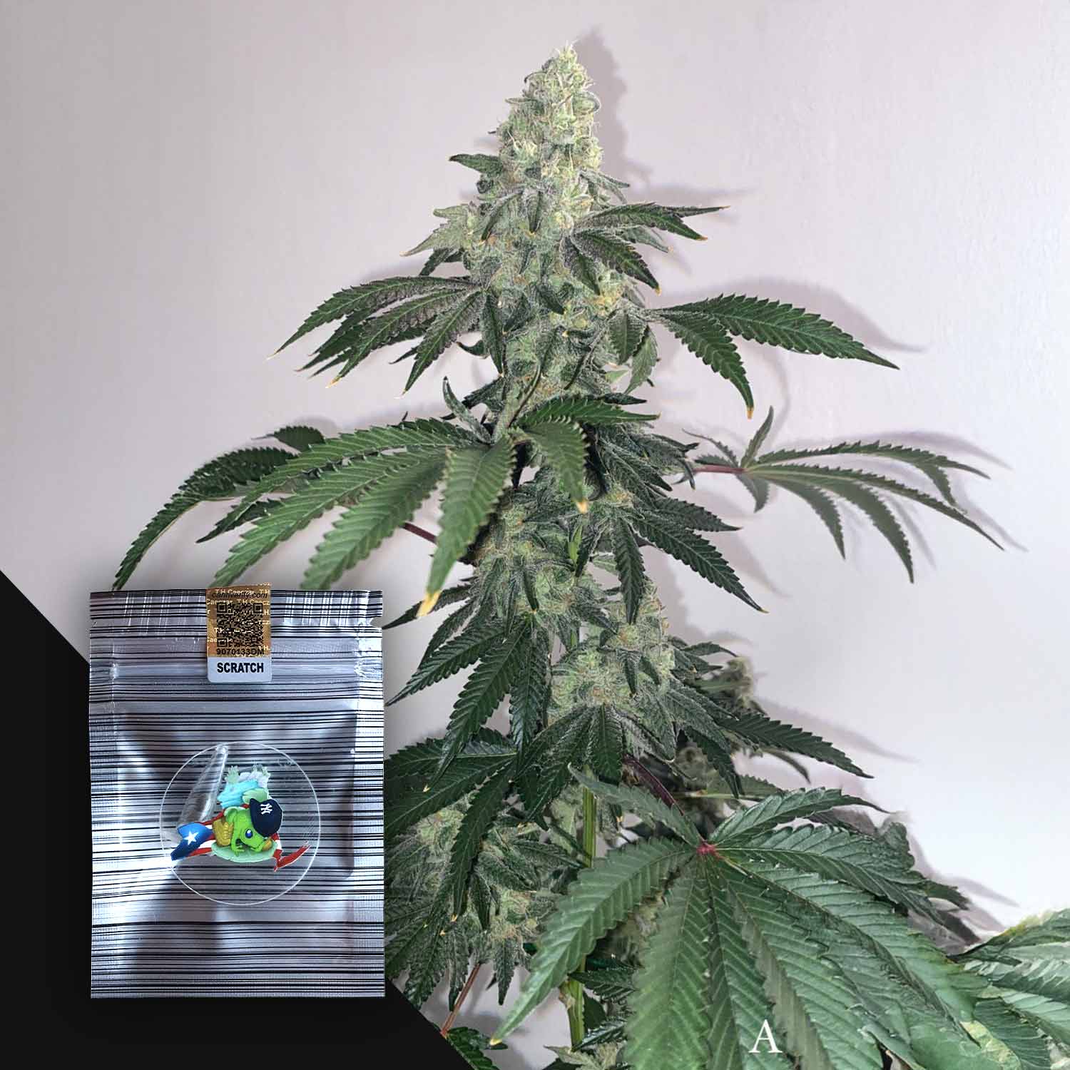 Z.Honda Feminisierte Cannabis Samen von N.Y.Ceeds